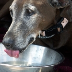 Dehydration in dogs