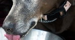 Dehydration in dogs